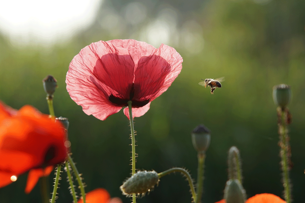 Natuurbegraafplaats genomineerd!