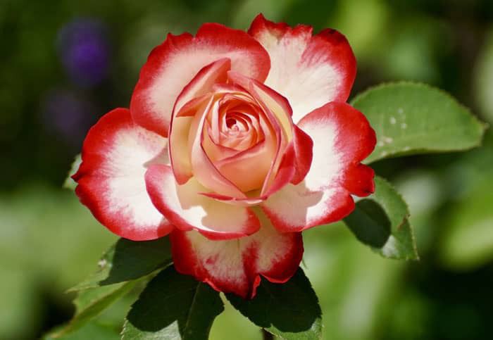 Bloemen en rouwboeketten