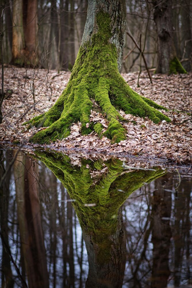 Moet je bij een natura-uitvaartverzekering altijd kiezen voor de organisatie waar je bij verzekerd bent?