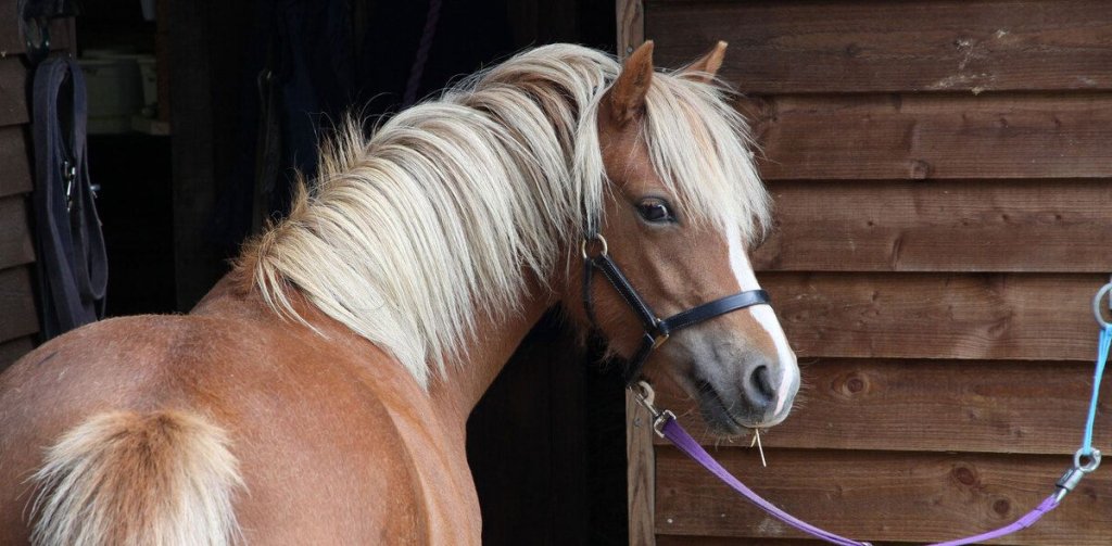 Uitvaart met paard(jes) en wagen